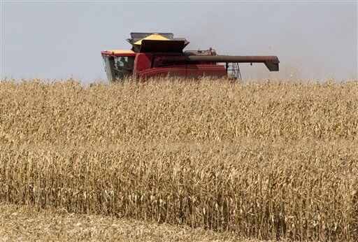Harvest time